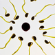 An illustration of sperm surrounding an egg.